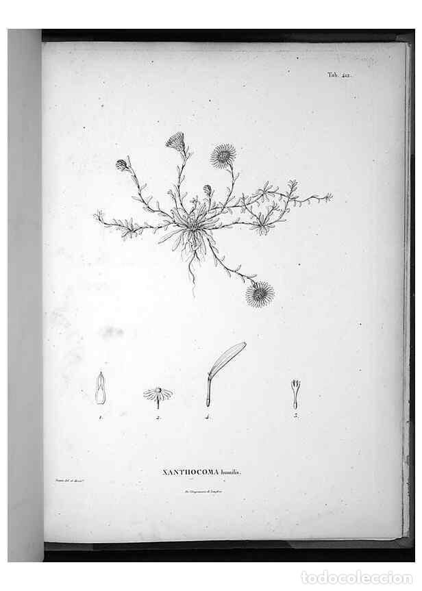 Collezionismo di Riviste e Giornali: Reproducci&oacute;n/Reproduction 49556518886: Nova genera et species plantarum :. Antverpiae :Ex officina C