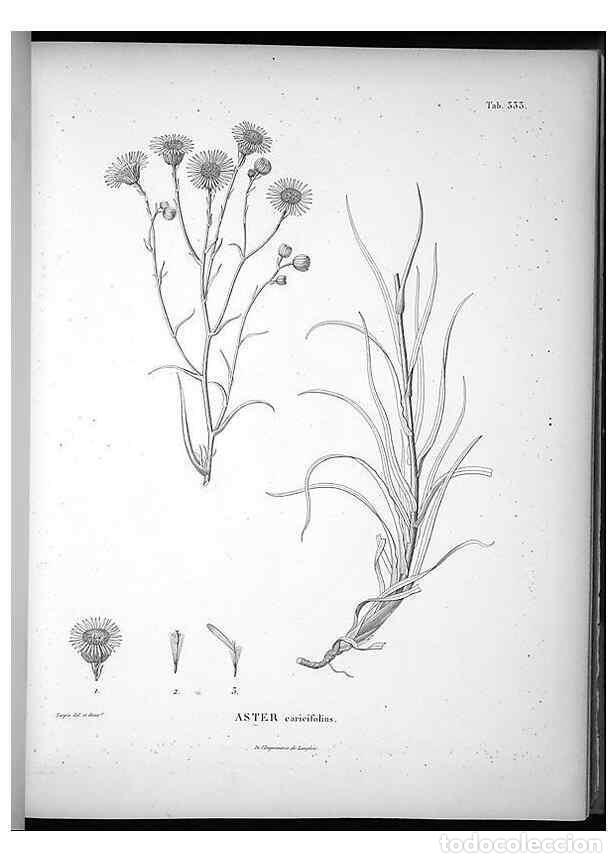 Collezionismo di Riviste e Giornali: Reproducci&oacute;n/Reproduction 49556739632: Nova genera et species plantarum :. Antverpiae :Ex officina C