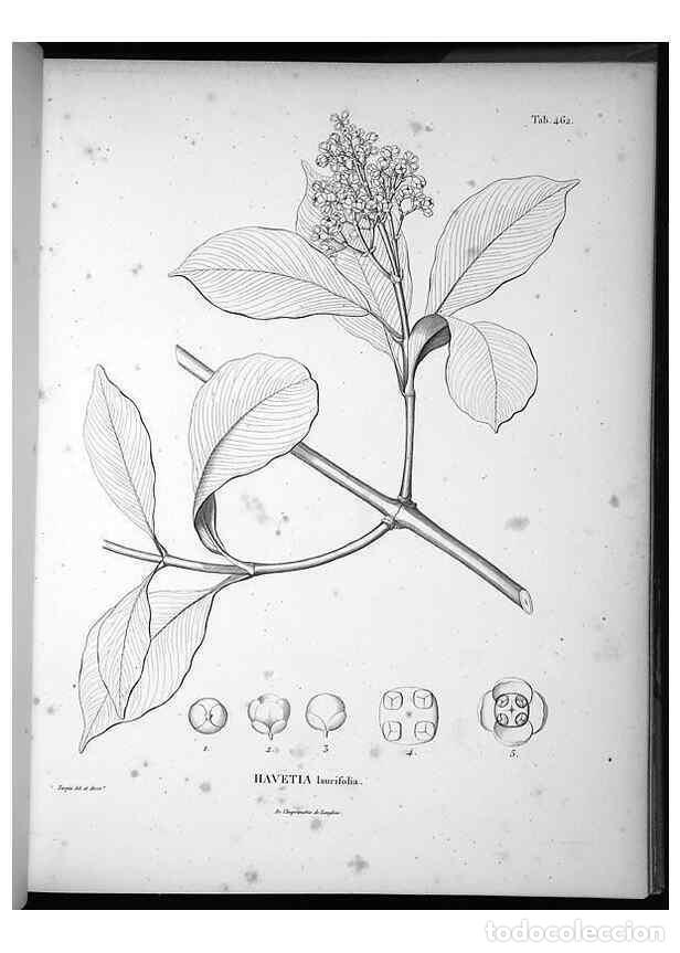 Collezionismo di Riviste e Giornali: Reproducci&oacute;n/Reproduction 49556584101: Nova genera et species plantarum :. Antverpiae :Ex officina C
