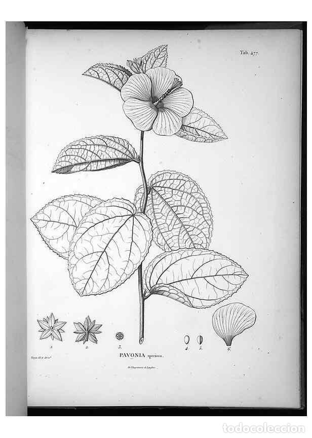 Collezionismo di Riviste e Giornali: Reproducci&oacute;n/Reproduction 49556089843: Nova genera et species plantarum :. Antverpiae :Ex officina C