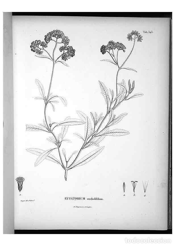 Collezionismo di Riviste e Giornali: Reproducci&oacute;n/Reproduction 49556009908: Nova genera et species plantarum :. Antverpiae :Ex officina C