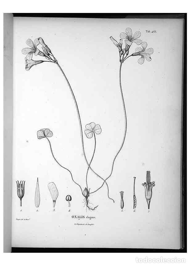 Collezionismo di Riviste e Giornali: Reproducci&oacute;n/Reproduction 49556088068: Nova genera et species plantarum :. Antverpiae :Ex officina C