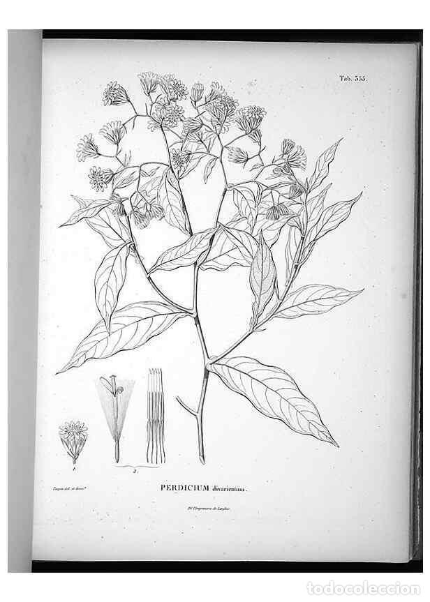 Collezionismo di Riviste e Giornali: Reproducci&oacute;n/Reproduction 49556507426: Nova genera et species plantarum :. Antverpiae :Ex officina C