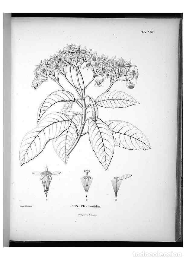 Collezionismo di Riviste e Giornali: Reproducci&oacute;n/Reproduction 49556509521: Nova genera et species plantarum :. Antverpiae :Ex officina C