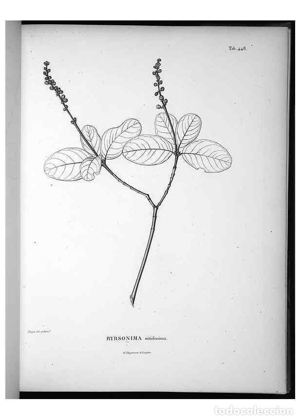 Collezionismo di Riviste e Giornali: Reproducci&oacute;n/Reproduction 49556581321: Nova genera et species plantarum :. Antverpiae :Ex officina C