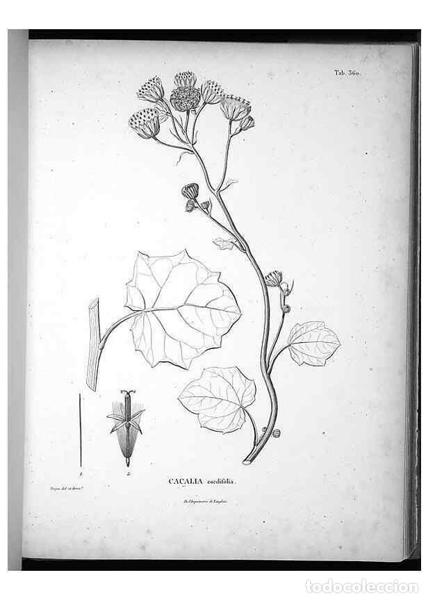 Collezionismo di Riviste e Giornali: Reproducci&oacute;n/Reproduction 49556745042: Nova genera et species plantarum :. Antverpiae :Ex officina C