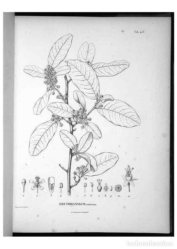 Collezionismo di Riviste e Giornali: Reproducci&oacute;n/Reproduction 49556819277: Nova genera et species plantarum :. Antverpiae :Ex officina C