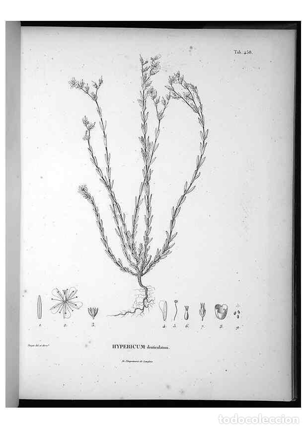 Collezionismo di Riviste e Giornali: Reproducci&oacute;n/Reproduction 49556583266: Nova genera et species plantarum :. Antverpiae :Ex officina C