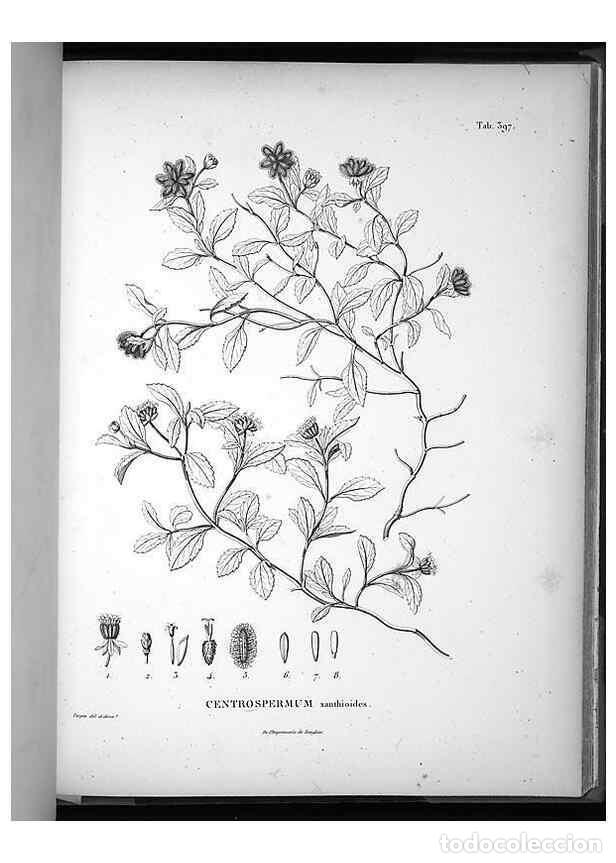 Collezionismo di Riviste e Giornali: Reproducci&oacute;n/Reproduction 49556020358: Nova genera et species plantarum :. Antverpiae :Ex officina C