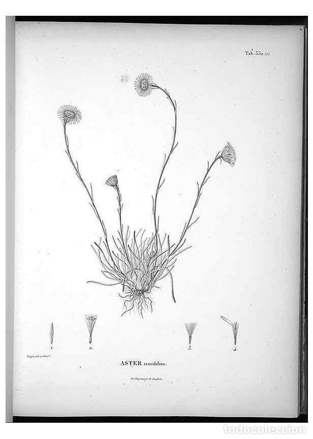 Collezionismo di Riviste e Giornali: Reproducci&oacute;n/Reproduction 49556739292: Nova genera et species plantarum :. Antverpiae :Ex officina C