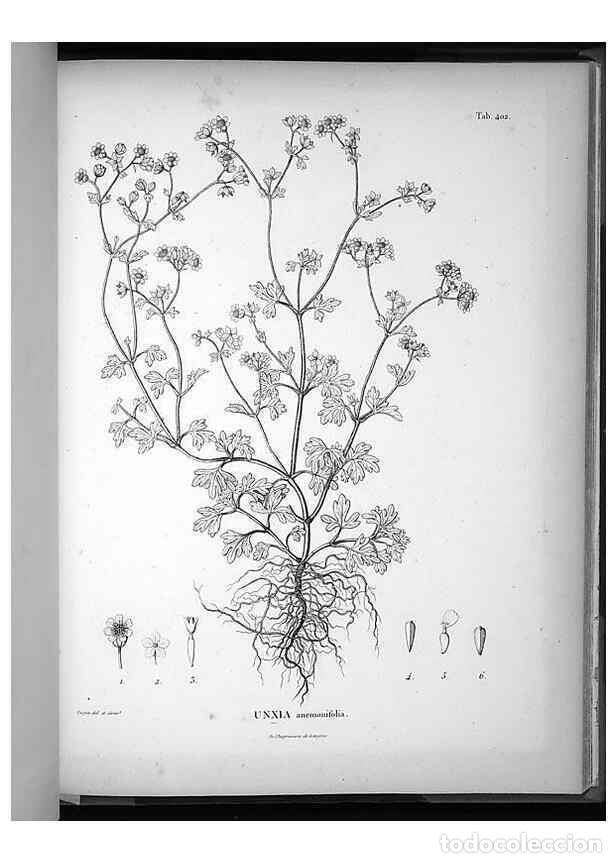 Collezionismo di Riviste e Giornali: Reproducci&oacute;n/Reproduction 49556516671: Nova genera et species plantarum :. Antverpiae :Ex officina C