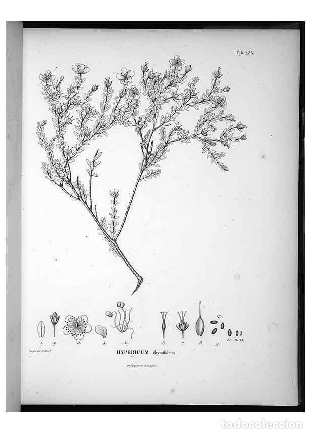 Collezionismo di Riviste e Giornali: Reproducci&oacute;n/Reproduction 49556085938: Nova genera et species plantarum :. Antverpiae :Ex officina C