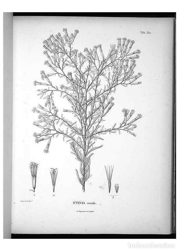 Collezionismo di Riviste e Giornali: Reproducci&oacute;n/Reproduction 49556743132: Nova genera et species plantarum :. Antverpiae :Ex officina C