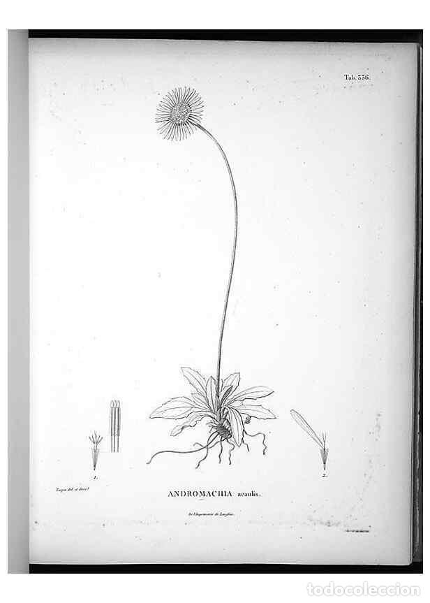 Collezionismo di Riviste e Giornali: Reproducci&oacute;n/Reproduction 49556008523: Nova genera et species plantarum :. Antverpiae :Ex officina C