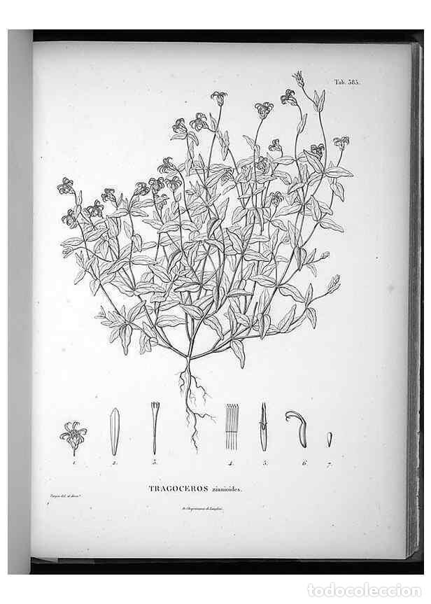 Collezionismo di Riviste e Giornali: Reproducci&oacute;n/Reproduction 49556018248: Nova genera et species plantarum :. Antverpiae :Ex officina C