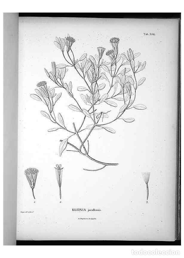 Collezionismo di Riviste e Giornali: Reproducci&oacute;n/Reproduction 49556012308: Nova genera et species plantarum :. Antverpiae :Ex officina C