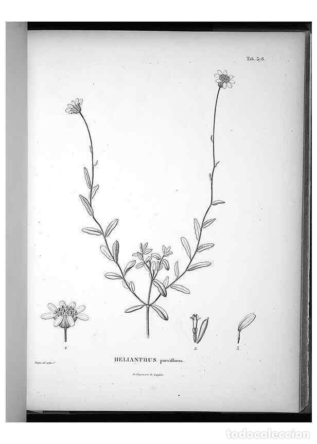 Collezionismo di Riviste e Giornali: Reproducci&oacute;n/Reproduction 49556512321: Nova genera et species plantarum :. Antverpiae :Ex officina C