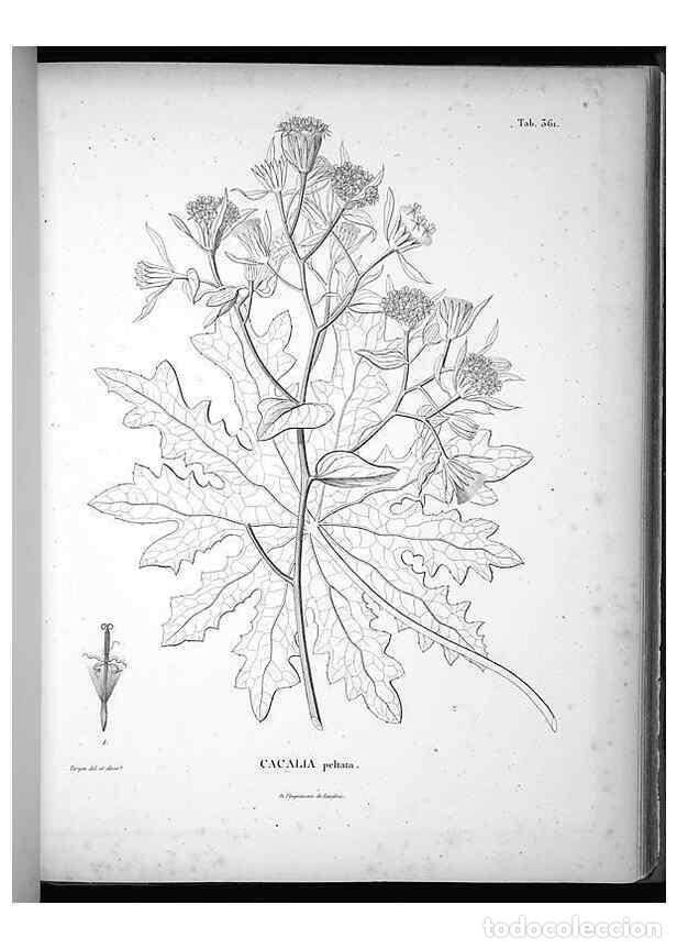 Collezionismo di Riviste e Giornali: Reproducci&oacute;n/Reproduction 49556013293: Nova genera et species plantarum :. Antverpiae :Ex officina C