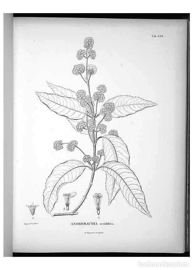 Collezionismo di Riviste e Giornali: Reproducci&oacute;n/Reproduction 49556008923: Nova genera et species plantarum :. Antverpiae :Ex officina C