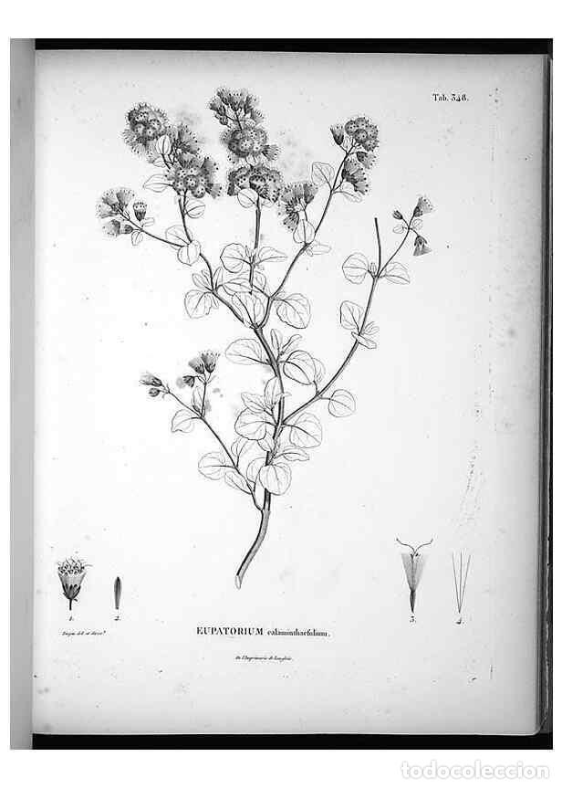 Collezionismo di Riviste e Giornali: Reproducci&oacute;n/Reproduction 49556506001: Nova genera et species plantarum :. Antverpiae :Ex officina C