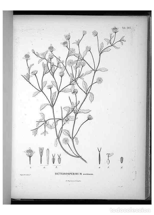 Collezionismo di Riviste e Giornali: Reproducci&oacute;n/Reproduction 49556749992: Nova genera et species plantarum :. Antverpiae :Ex officina C