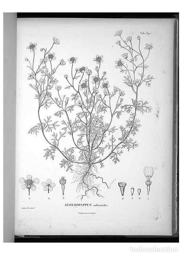Collezionismo di Riviste e Giornali: Reproducci&oacute;n/Reproduction 49556019173: Nova genera et species plantarum :. Antverpiae :Ex officina C
