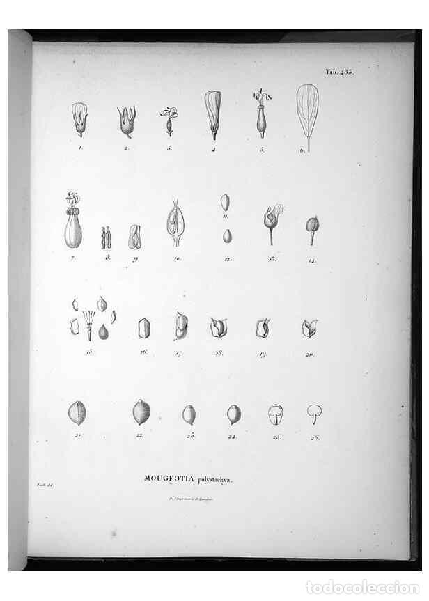 Collezionismo di Riviste e Giornali: Reproducci&oacute;n/Reproduction 49556091218: Nova genera et species plantarum :. Antverpiae :Ex officina C