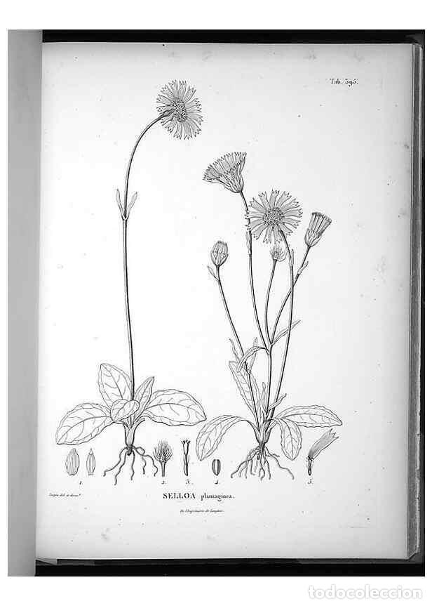 Collezionismo di Riviste e Giornali: Reproducci&oacute;n/Reproduction 49556019998: Nova genera et species plantarum :. Antverpiae :Ex officina C