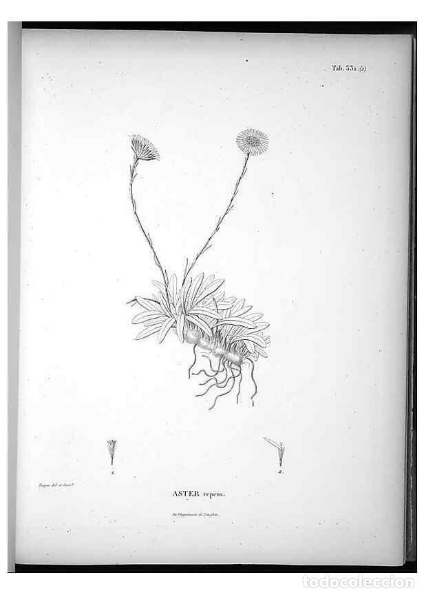 Collezionismo di Riviste e Giornali: Reproducci&oacute;n/Reproduction 49556503036: Nova genera et species plantarum :. Antverpiae :Ex officina C