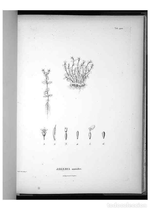 Collezionismo di Riviste e Giornali: Reproducci&oacute;n/Reproduction 49556753102: Nova genera et species plantarum :. Antverpiae :Ex officina C
