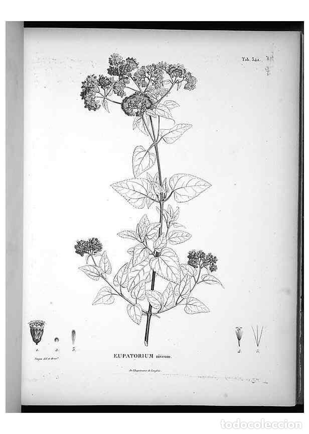 Collezionismo di Riviste e Giornali: Reproducci&oacute;n/Reproduction 49556009668: Nova genera et species plantarum :. Antverpiae :Ex officina C