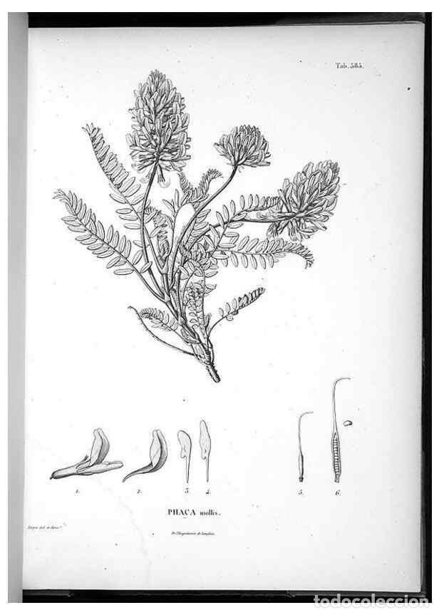 Collezionismo di Riviste e Giornali: Reproducci&oacute;n/Reproduction 49556630886: Nova genera et species plantarum :. Antverpiae :Ex officina C