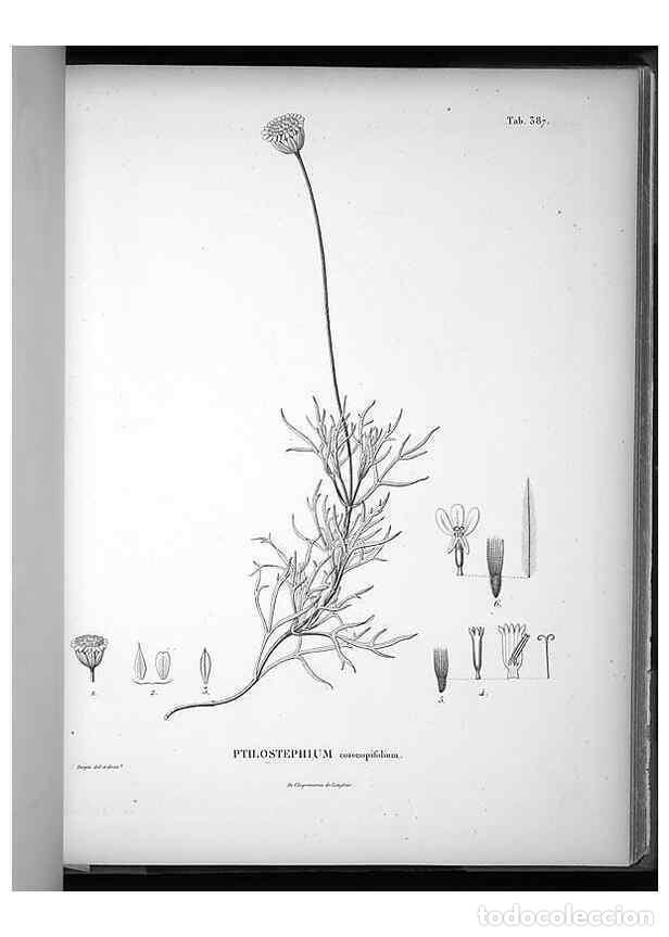 Collezionismo di Riviste e Giornali: Reproducci&oacute;n/Reproduction 49556018598: Nova genera et species plantarum :. Antverpiae :Ex officina C