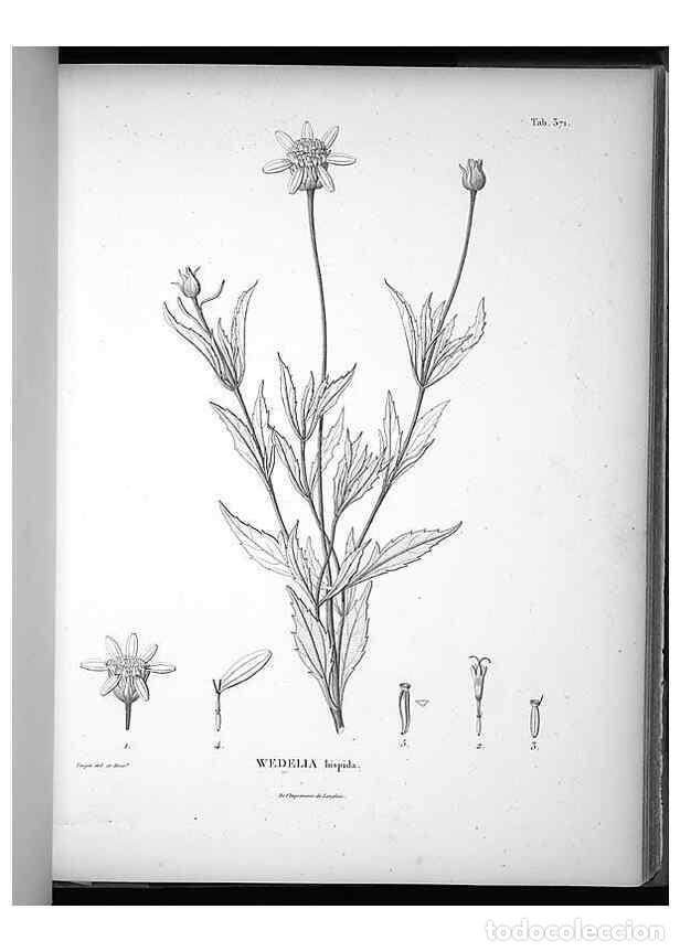Collezionismo di Riviste e Giornali: Reproducci&oacute;n/Reproduction 49556510681: Nova genera et species plantarum :. Antverpiae :Ex officina C