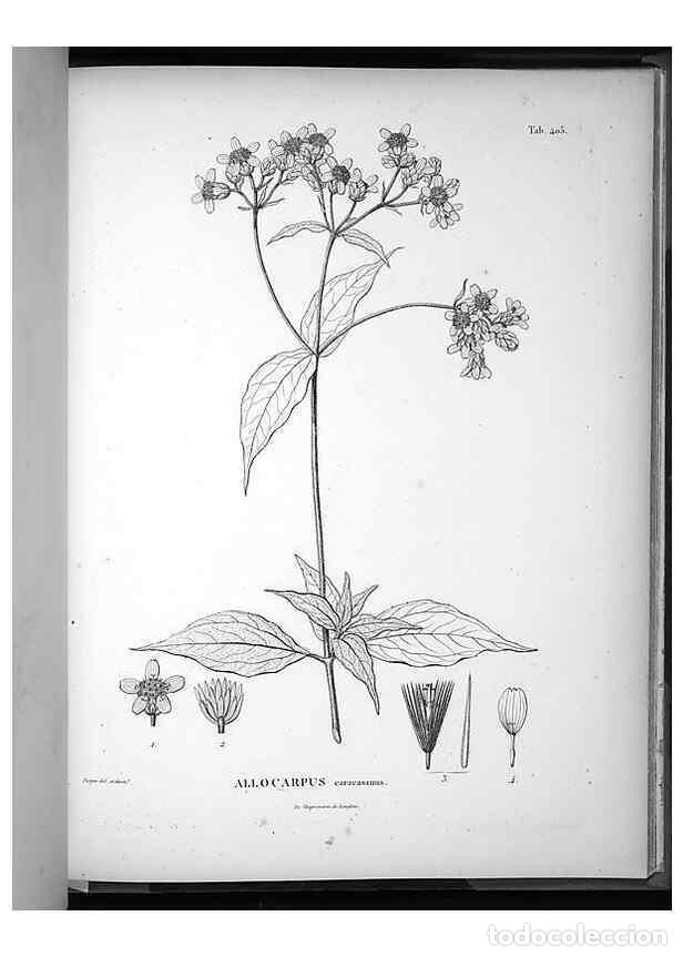 Collezionismo di Riviste e Giornali: Reproducci&oacute;n/Reproduction 49556517261: Nova genera et species plantarum :. Antverpiae :Ex officina C