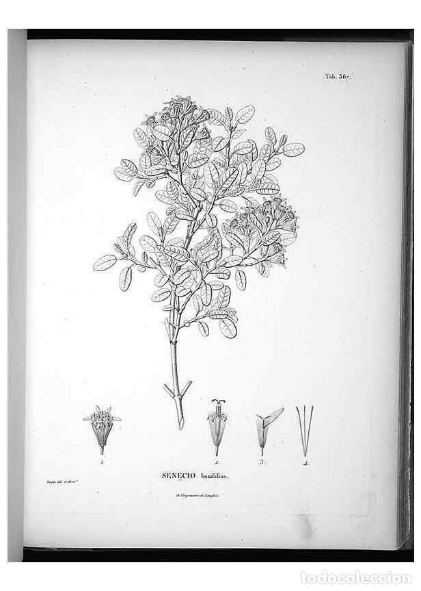 Collezionismo di Riviste e Giornali: Reproducci&oacute;n/Reproduction 49556014763: Nova genera et species plantarum :. Antverpiae :Ex officina C