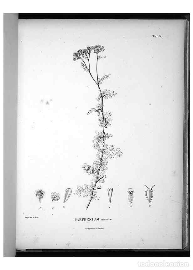 Collezionismo di Riviste e Giornali: Reproducci&oacute;n/Reproduction 49556751402: Nova genera et species plantarum :. Antverpiae :Ex officina C