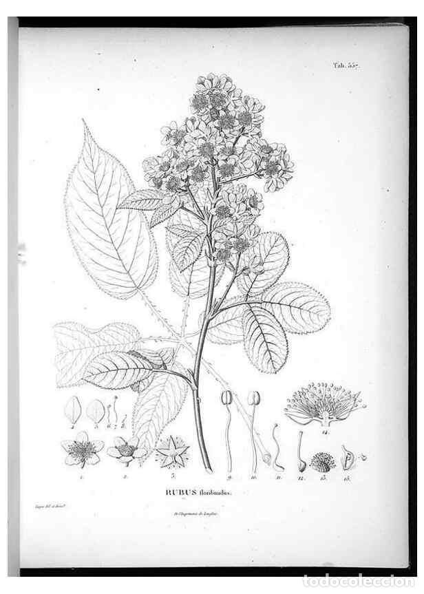 Collezionismo di Riviste e Giornali: Reproducci&oacute;n/Reproduction 49556863362: Nova genera et species plantarum :. Antverpiae :Ex officina C