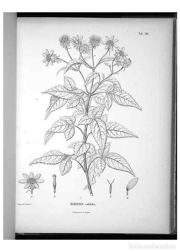 Collezionismo di Riviste e Giornali: Reproducci&oacute;n/Reproduction 49556512891: Nova genera et species plantarum :. Antverpiae :Ex officina C