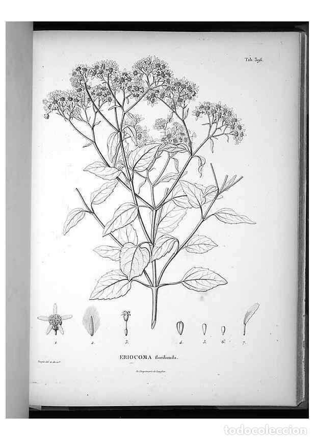 Collezionismo di Riviste e Giornali: Reproducci&oacute;n/Reproduction 49556020168: Nova genera et species plantarum :. Antverpiae :Ex officina C