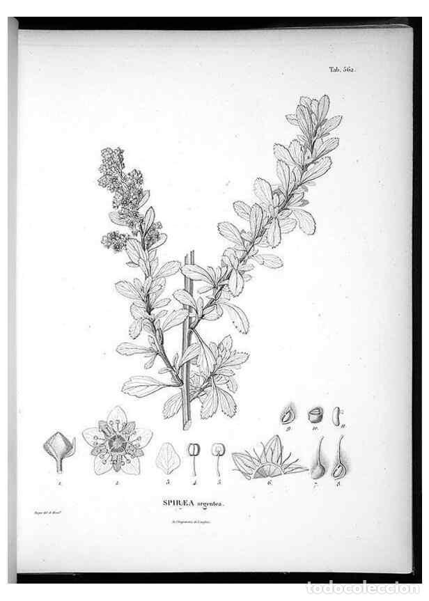 Collezionismo di Riviste e Giornali: Reproducci&oacute;n/Reproduction 49556626936: Nova genera et species plantarum :. Antverpiae :Ex officina C