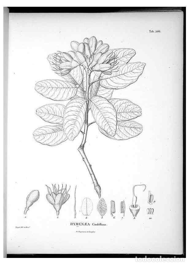 Collezionismo di Riviste e Giornali: Reproducci&oacute;n/Reproduction 49556864962: Nova genera et species plantarum :. Antverpiae :Ex officina C