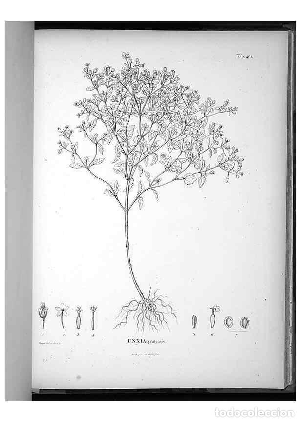Collezionismo di Riviste e Giornali: Reproducci&oacute;n/Reproduction 49556753267: Nova genera et species plantarum :. Antverpiae :Ex officina C
