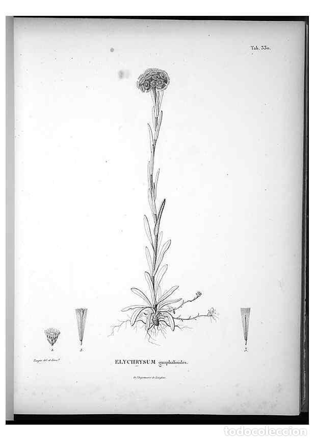 Collezionismo di Riviste e Giornali: Reproducci&oacute;n/Reproduction 49556738867: Nova genera et species plantarum :. Antverpiae :Ex officina C
