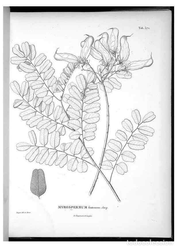 Collezionismo di Riviste e Giornali: Reproducci&oacute;n/Reproduction 49556131733: Nova genera et species plantarum :. Antverpiae :Ex officina C