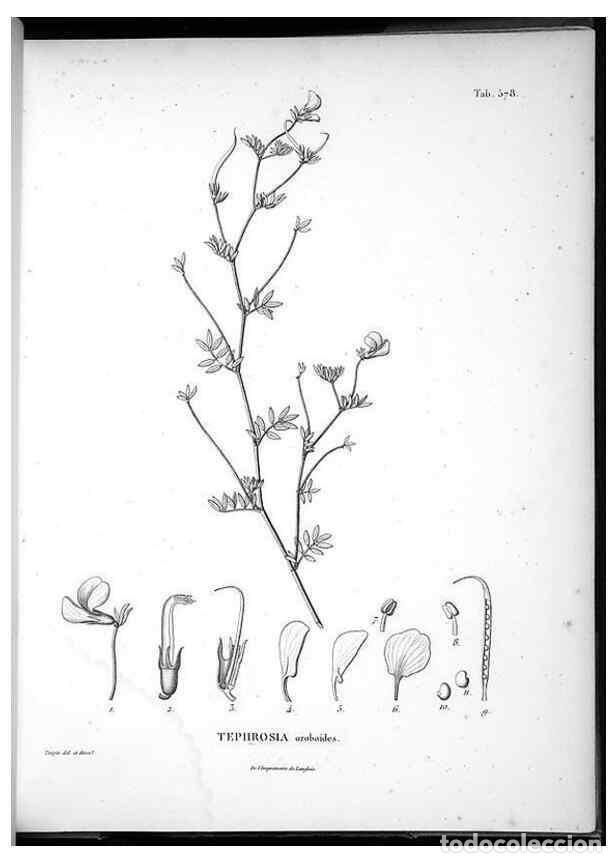 Collezionismo di Riviste e Giornali: Reproducci&oacute;n/Reproduction 49556629881: Nova genera et species plantarum :. Antverpiae :Ex officina C