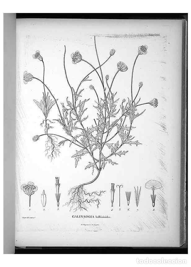 Collezionismo di Riviste e Giornali: Reproducci&oacute;n/Reproduction 49556018443: Nova genera et species plantarum :. Antverpiae :Ex officina C
