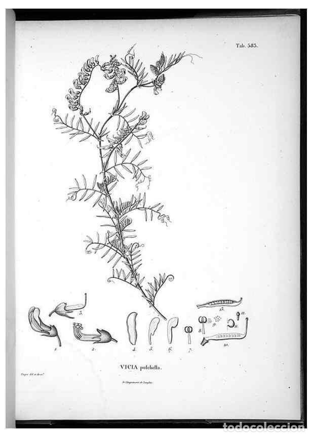 Collezionismo di Riviste e Giornali: Reproducci&oacute;n/Reproduction 49556630566: Nova genera et species plantarum :. Antverpiae :Ex officina C