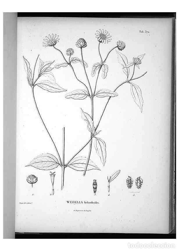 Collezionismo di Riviste e Giornali: Reproducci&oacute;n/Reproduction 49556747667: Nova genera et species plantarum :. Antverpiae :Ex officina C