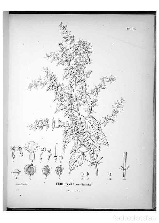 Collection Magazines and Newspapers: Reproducci&oacute;n/Reproduction 49555922258: Nova genera et species plantarum :. Antverpiae :Ex officina C